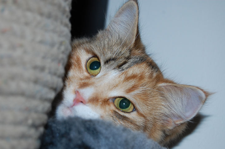 sibirisk katt