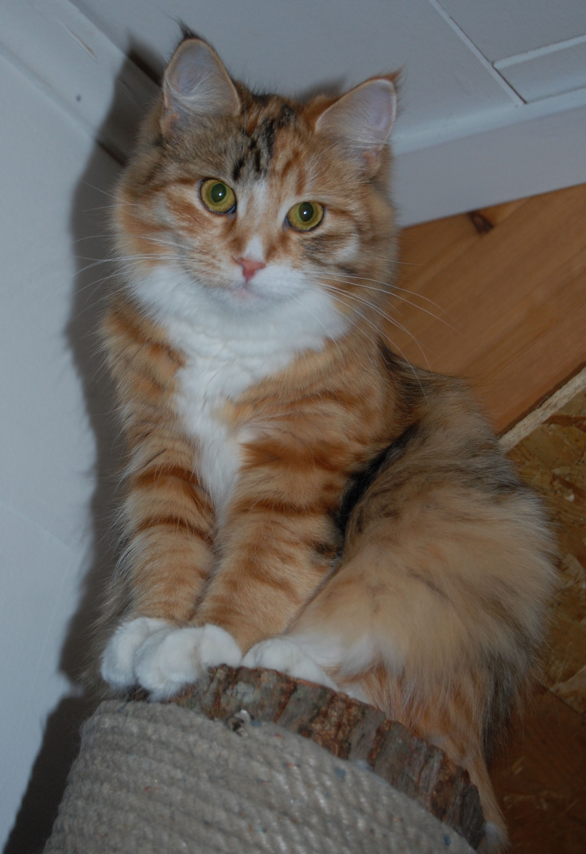 sibirisk katt