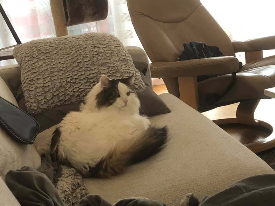 sibirisk katt Quincy