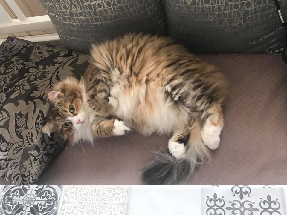 sibirisk katt Libra