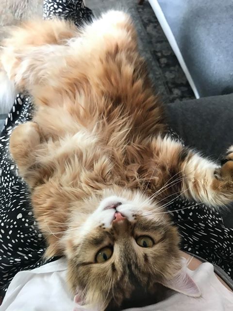 sibirisk katt Ul