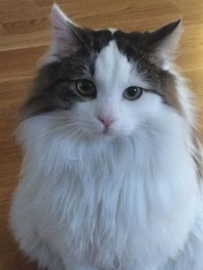 sibirisk katt Quincy
