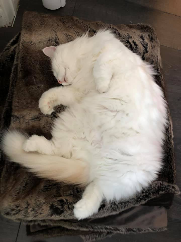 sibirisk katt Hermes