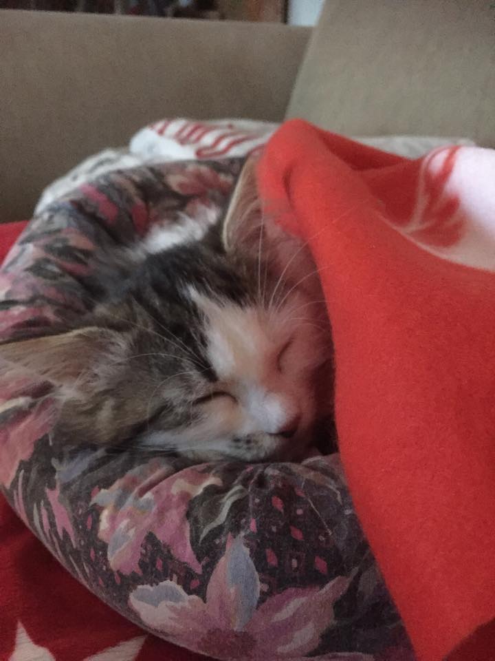 sibirisk kattunge Baker
