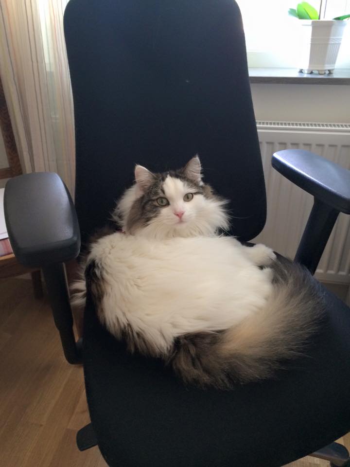 sibirisk katt Quincy