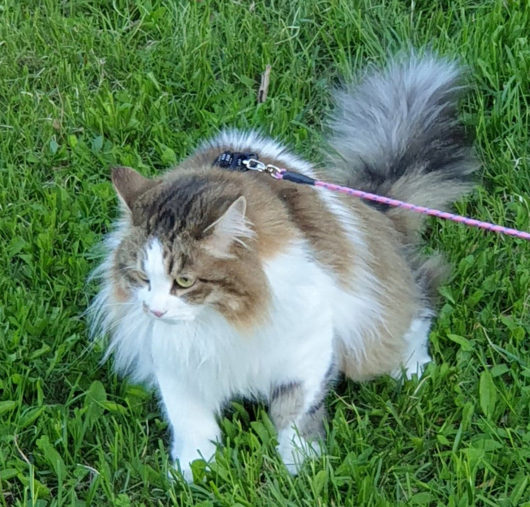 sibirisk katt Electra