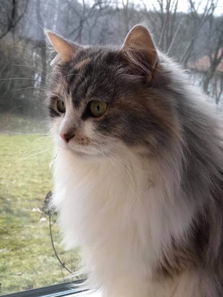 sibirisk katt Xenia
