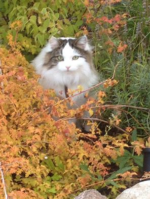 Sibirisk katt Quincy