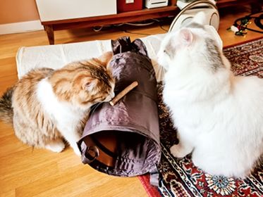 sibirisk katt Mars o Valina