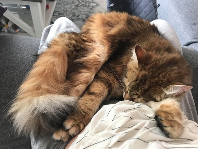 sibirisk katt Ul