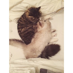 sibirisk katt TelluasViking
