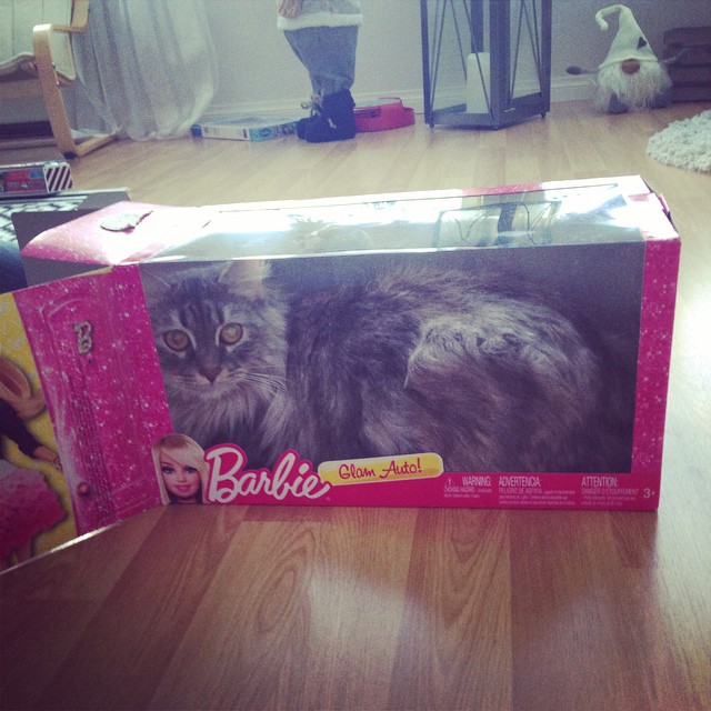 sibirisk katt Selene
