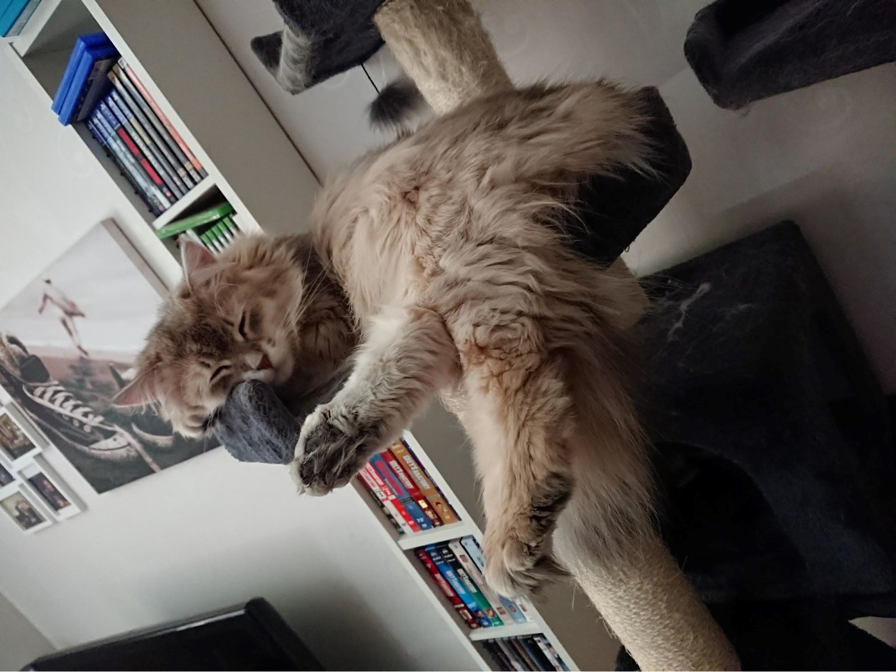 sibirisk katt Mr. Spock