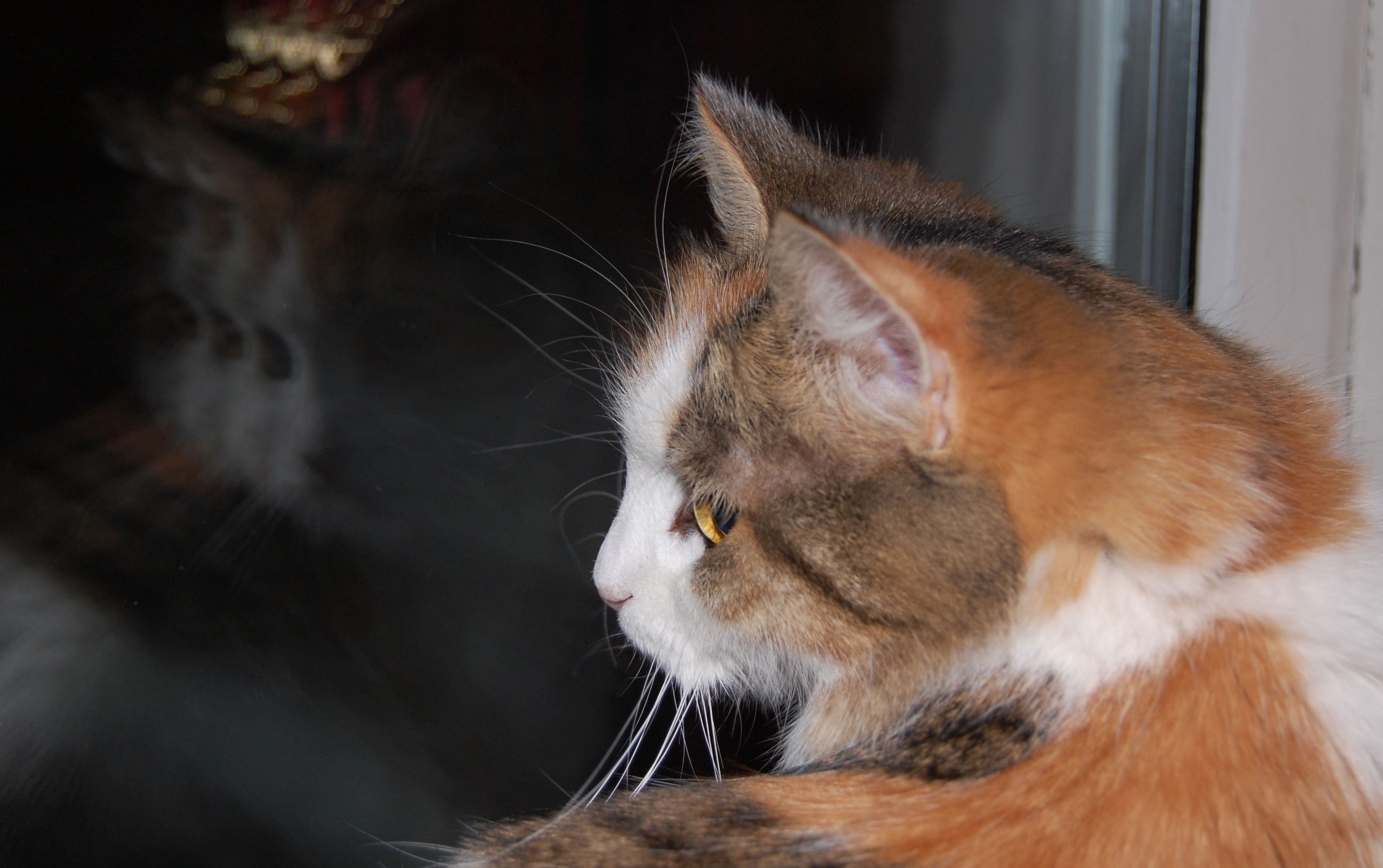 sibirisk katt Colbie