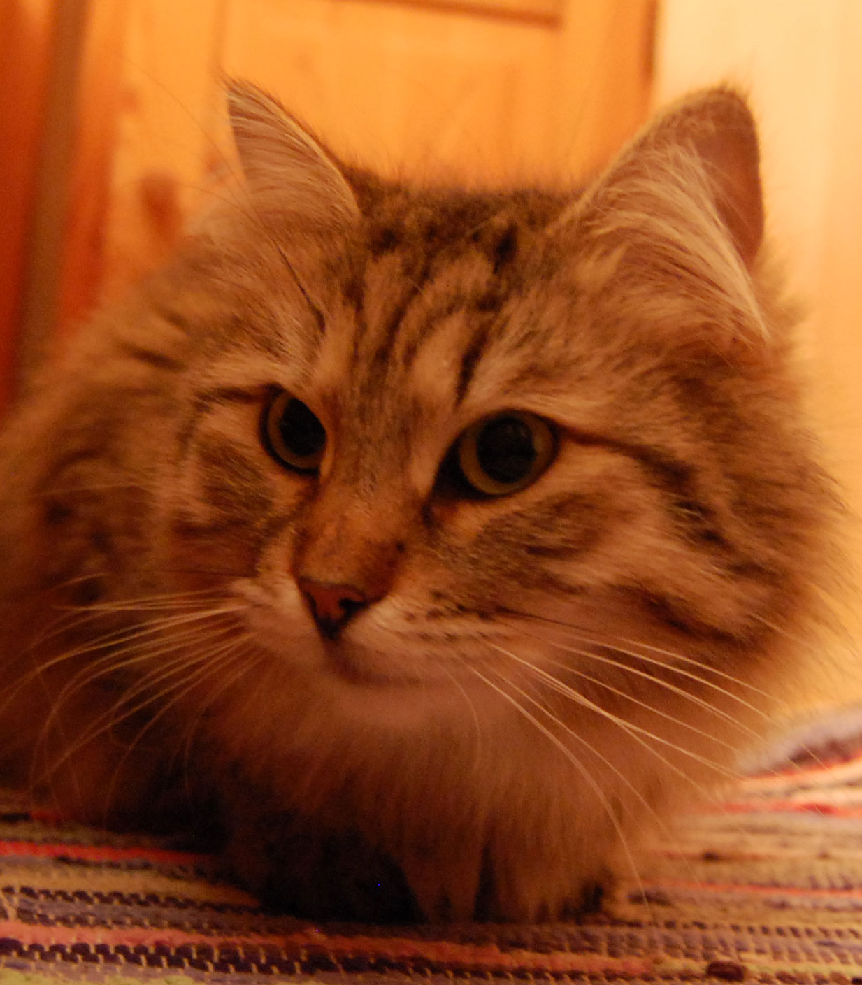 sibirisk katt Gabbie