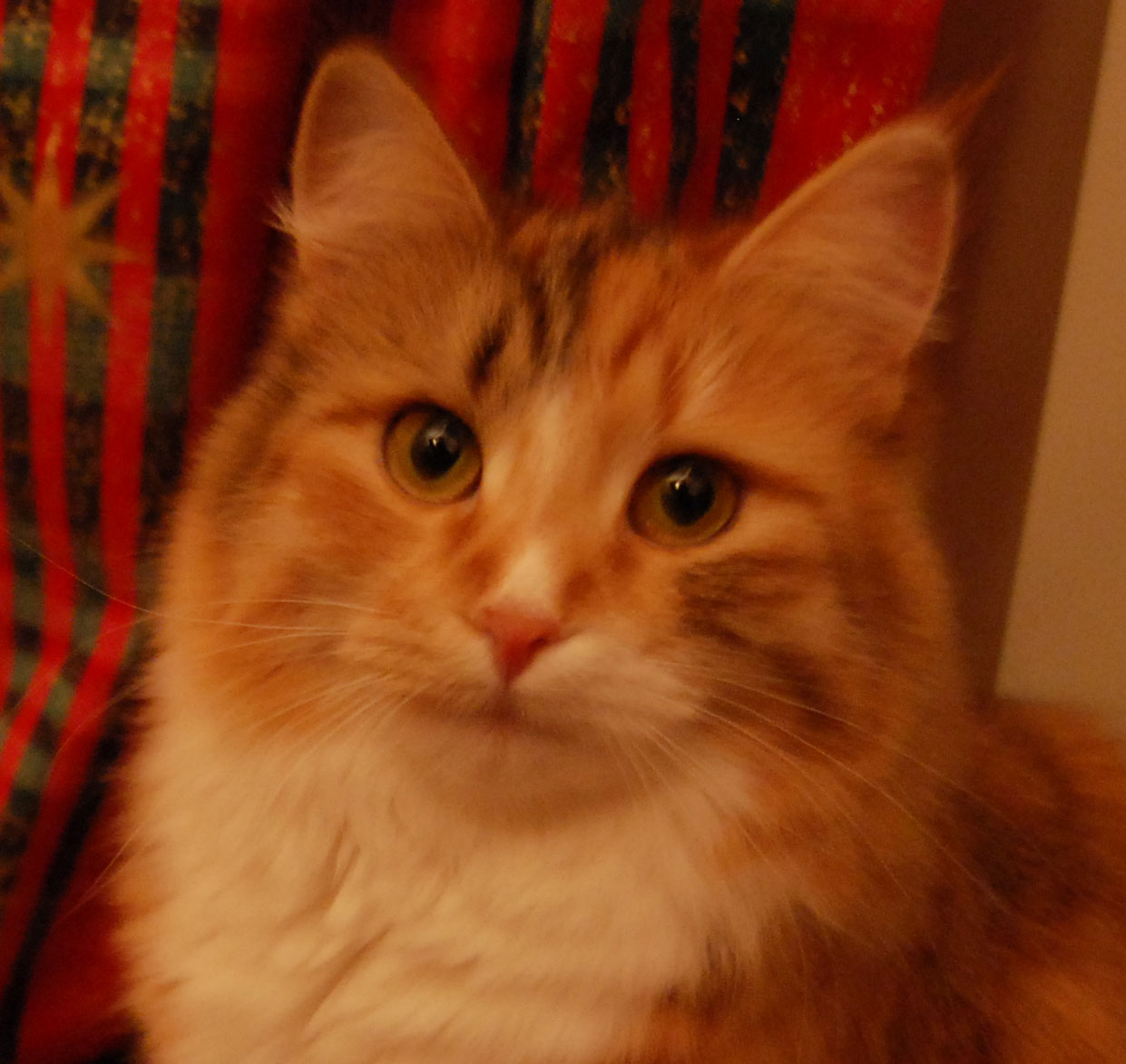sibirisk katt
