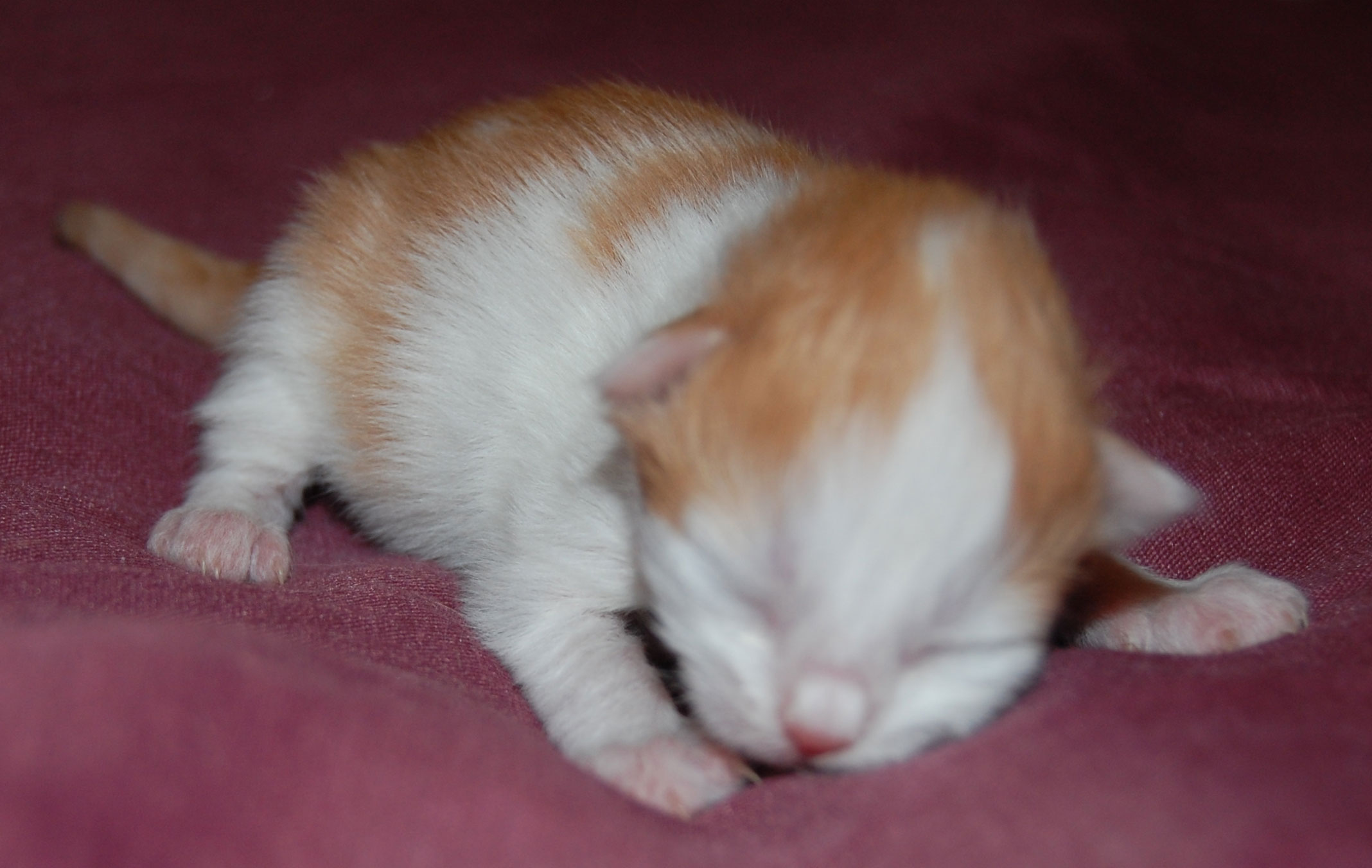 sibirisk katt