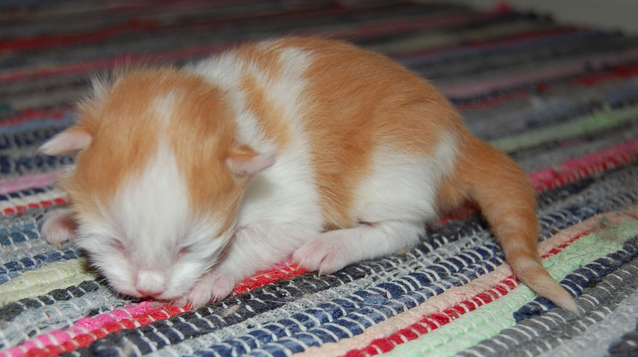 sibirisk katt