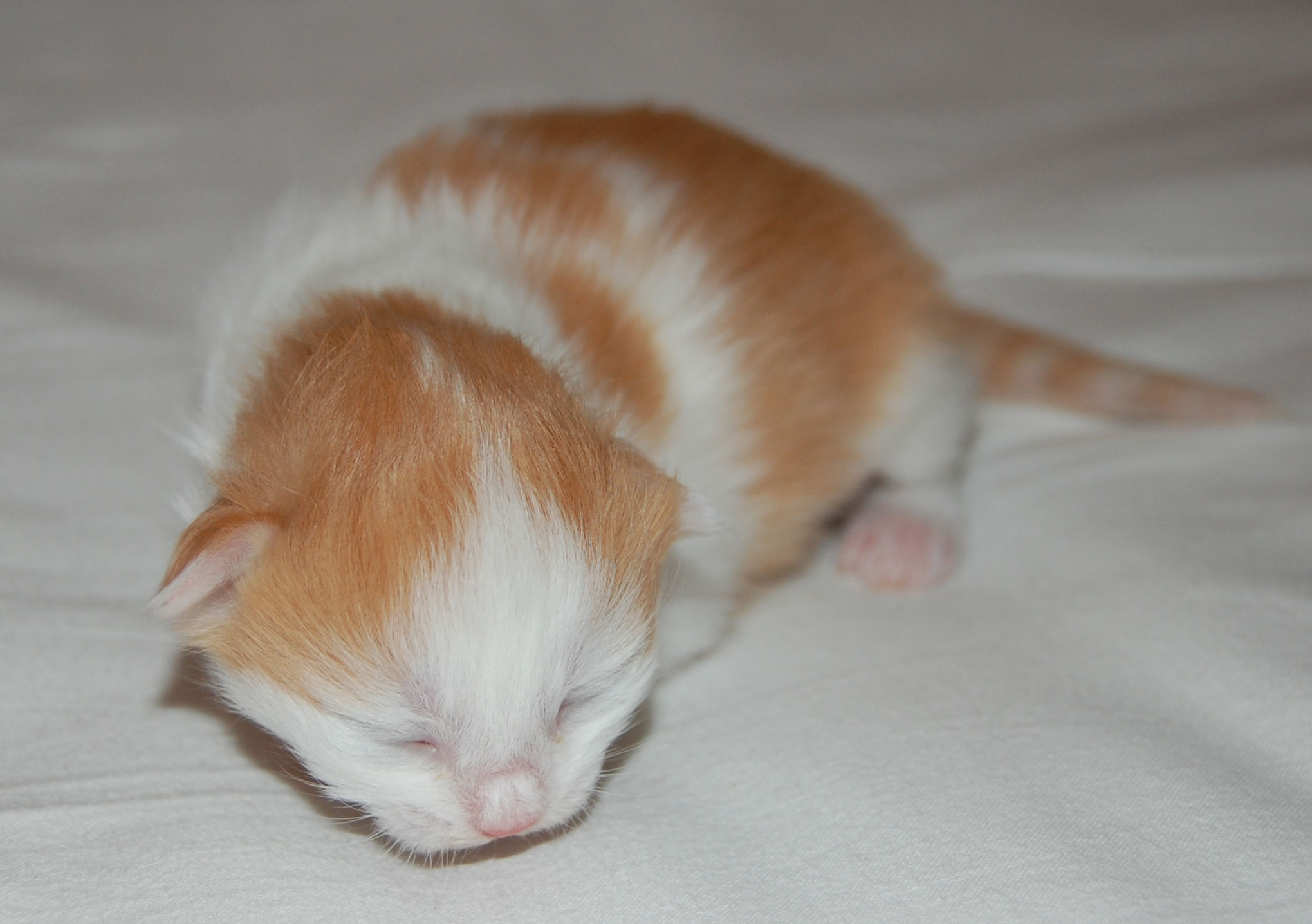 sibirisk kattunge