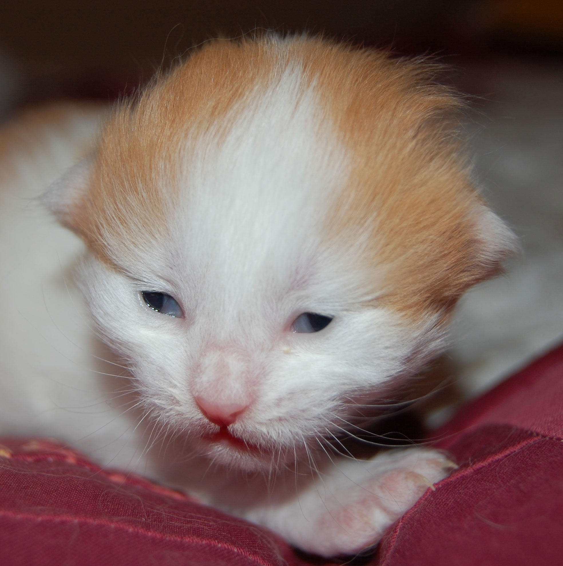 sibirisk kattunge
