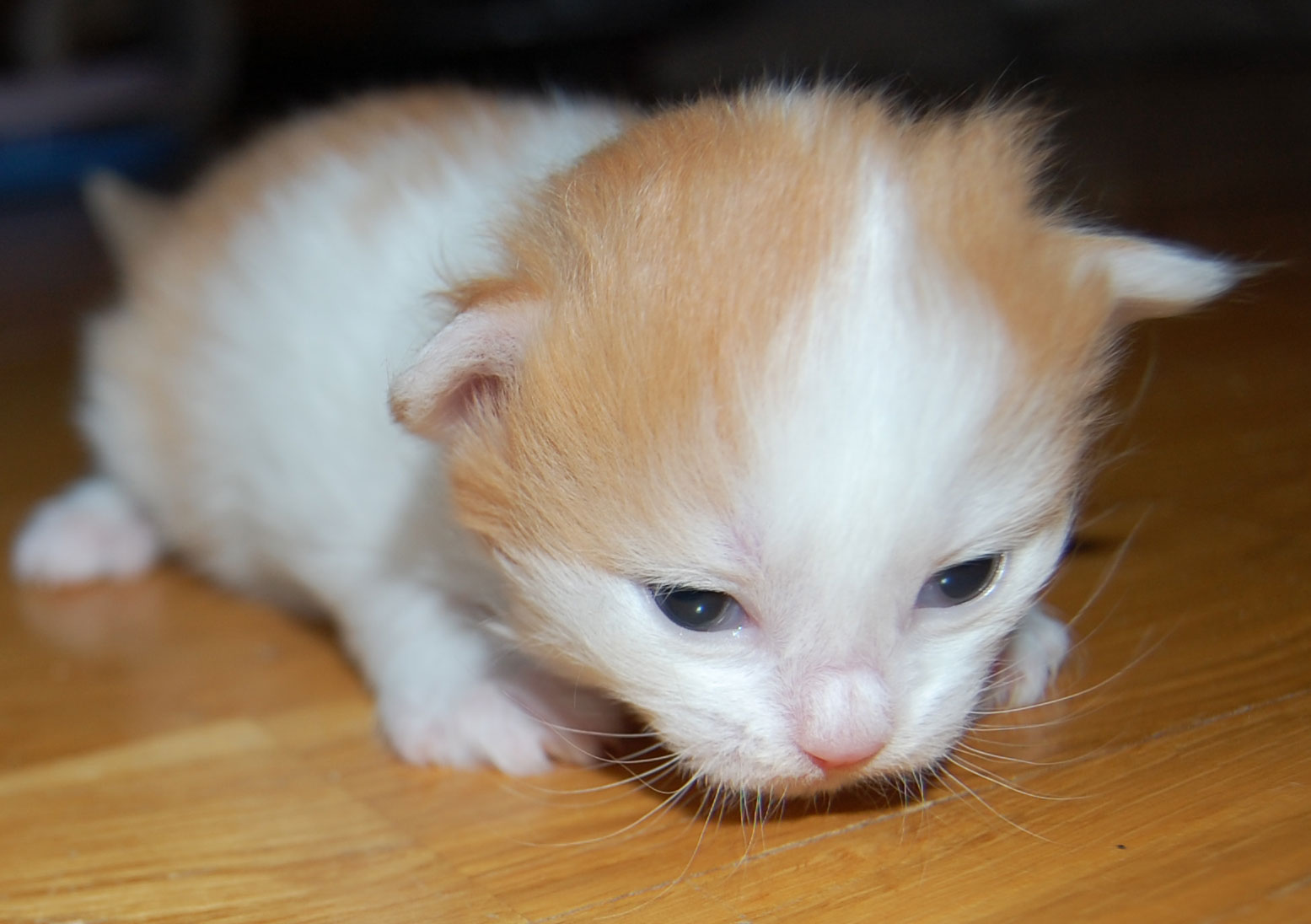 sibirisk kattunge