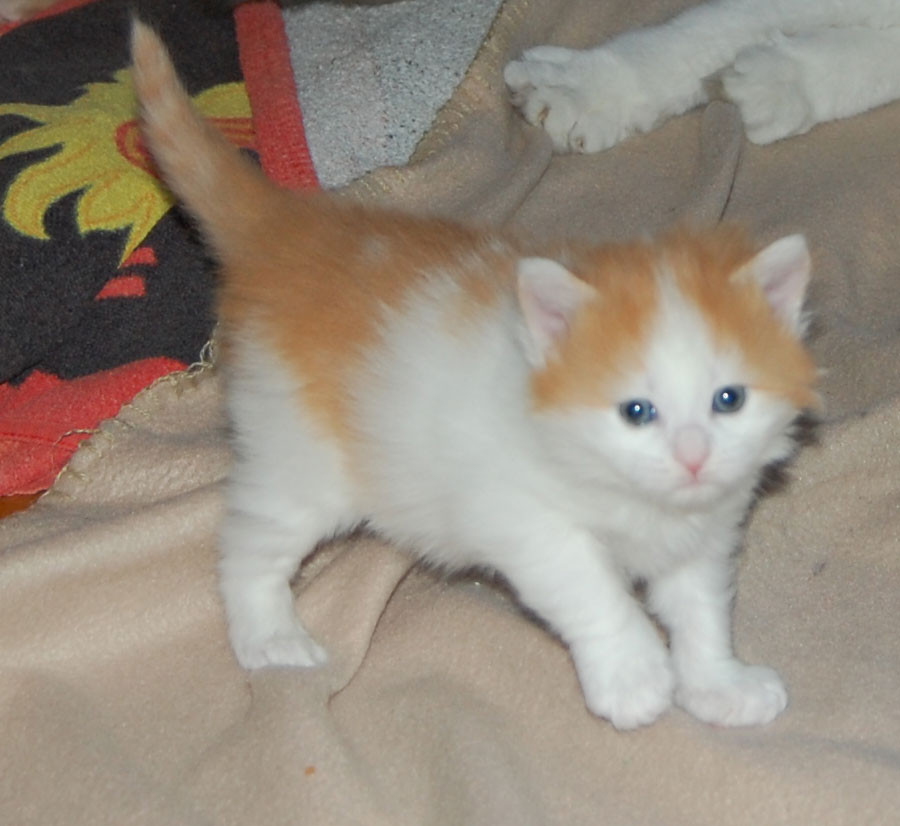 sibirisk kattunge