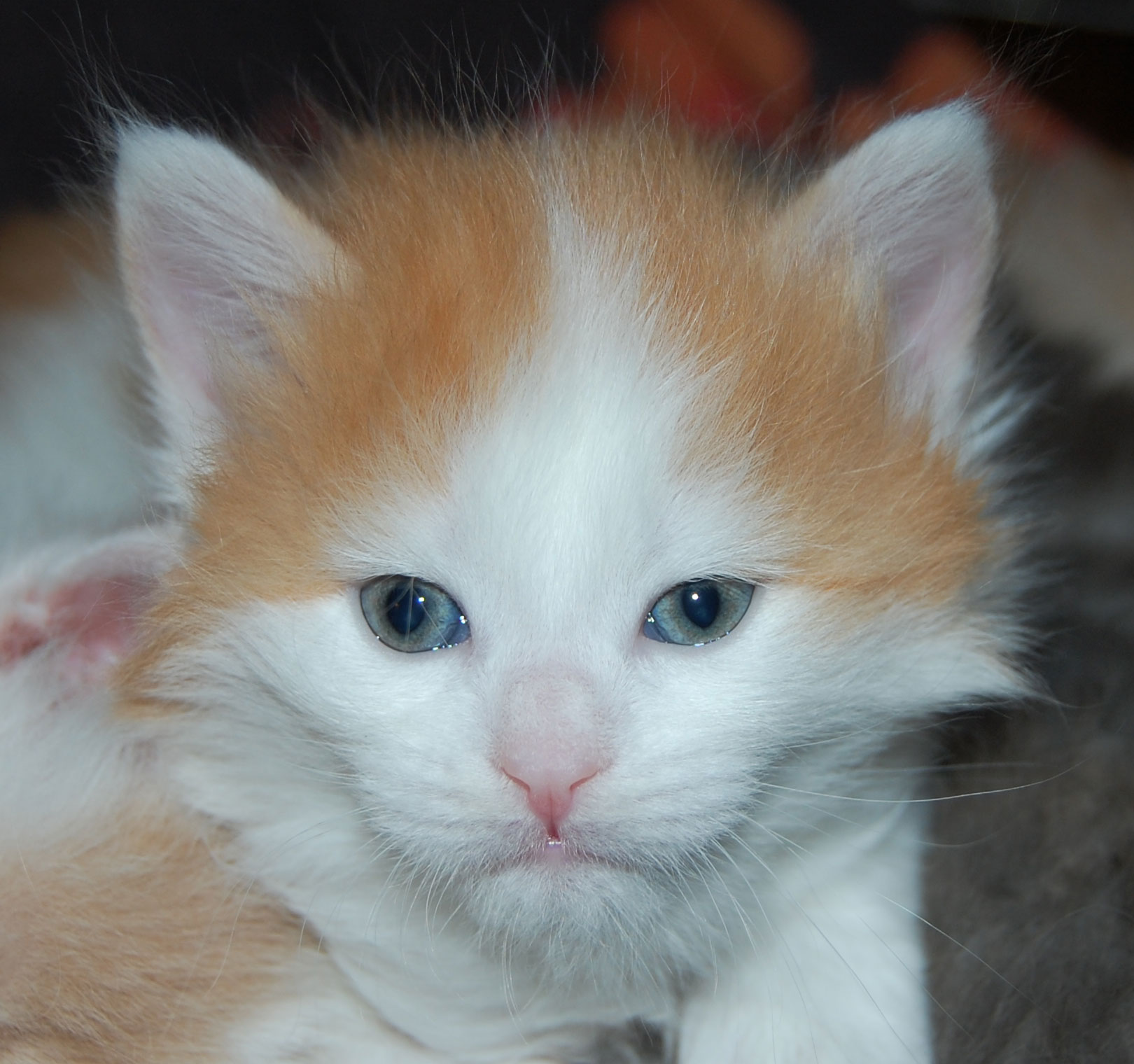 sibirisk kattunge