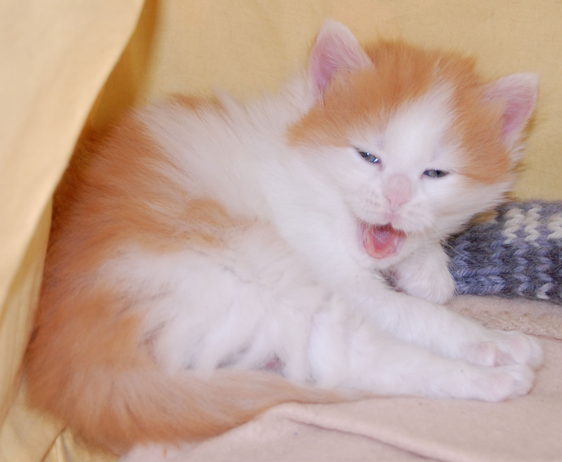 sibirisk kattunge