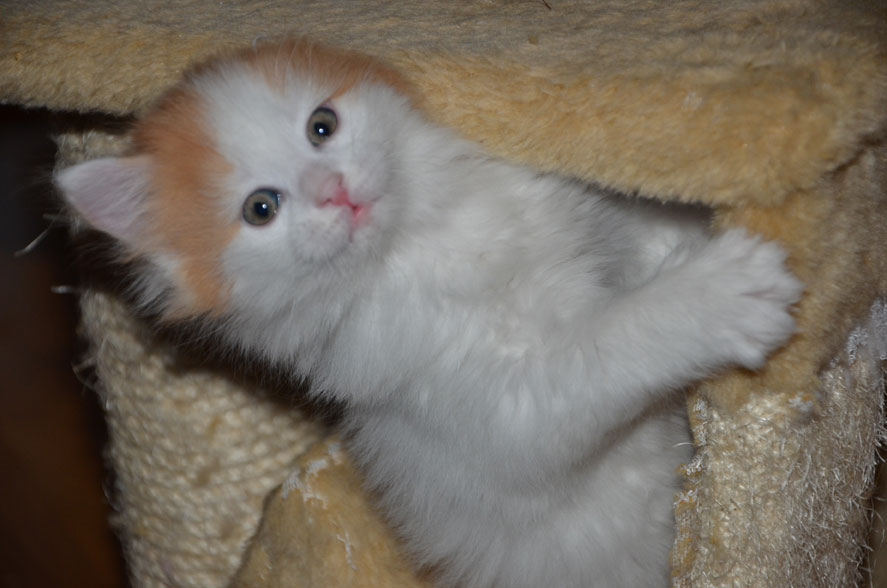 sibirisk kattunge