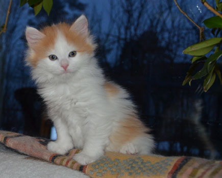 sibirisk kattunge