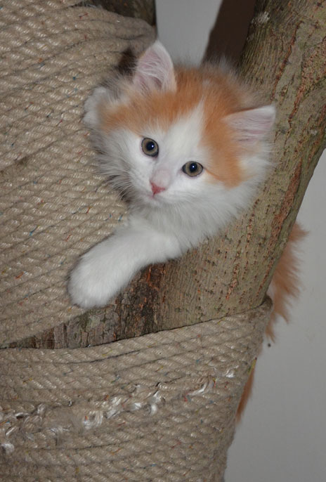 sibirisk kattunge