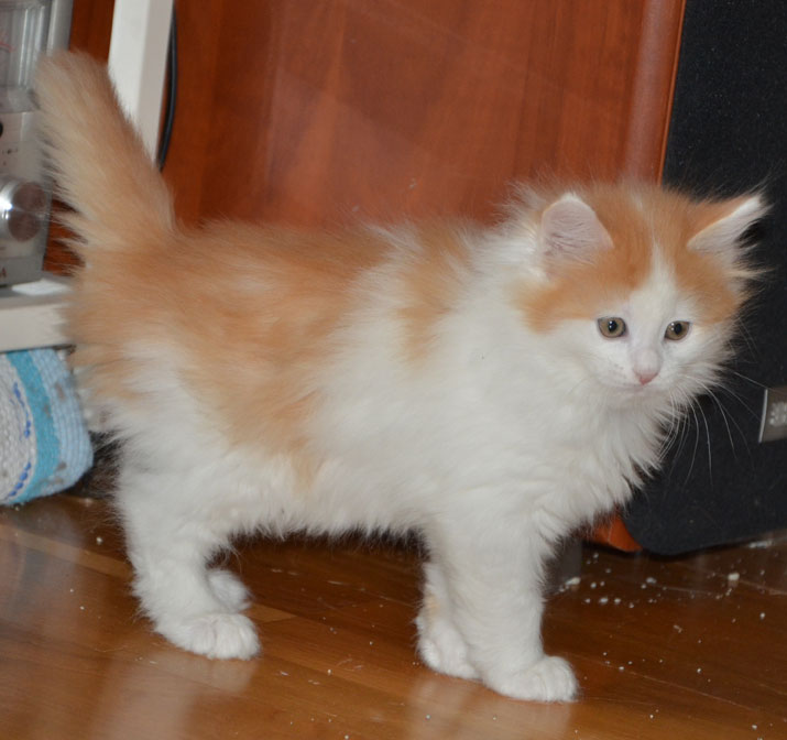 sibirisk kattunge