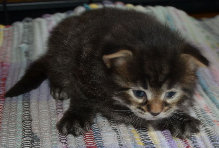 sibirisk katt