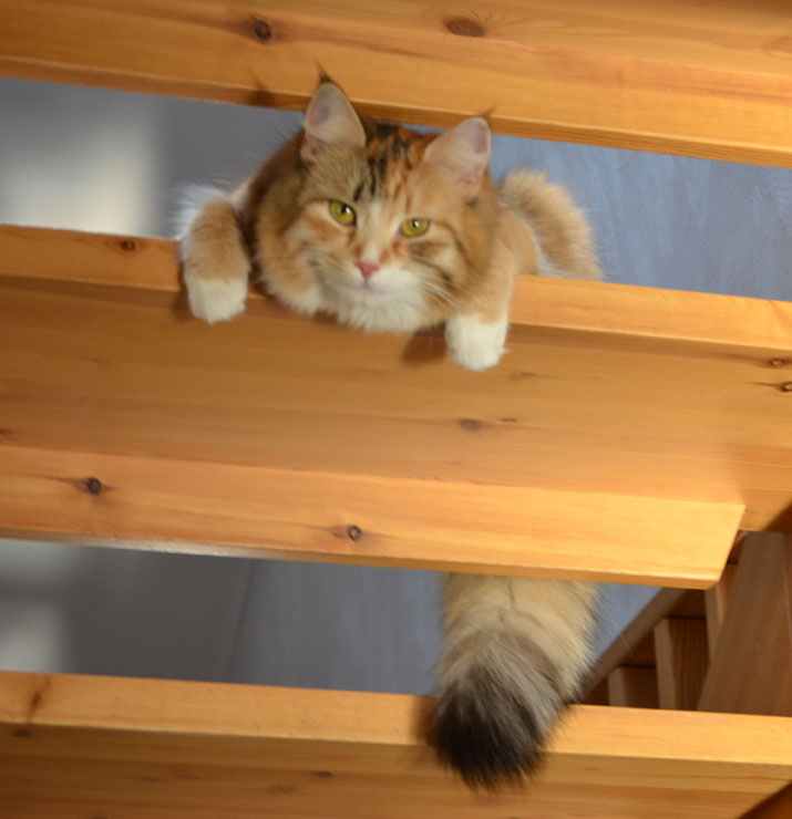 sibirisk katt