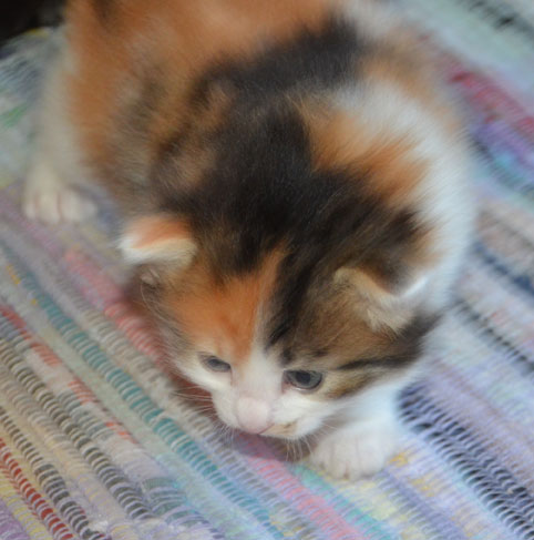 sibirisk kattunge