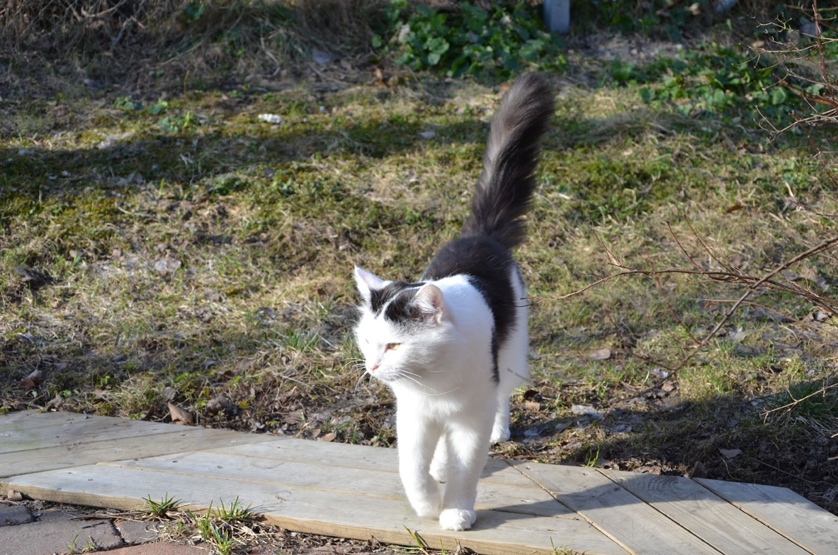sibirisk katt