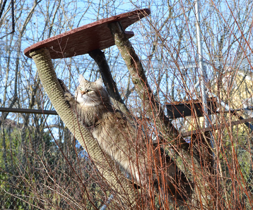 sibirisk katt