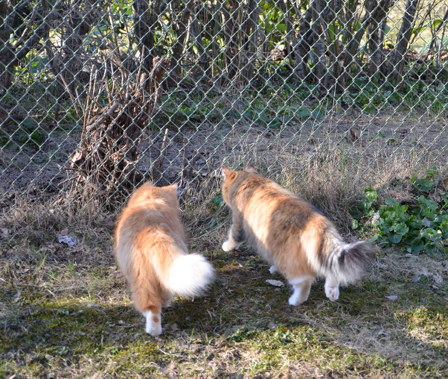 Kattgården
