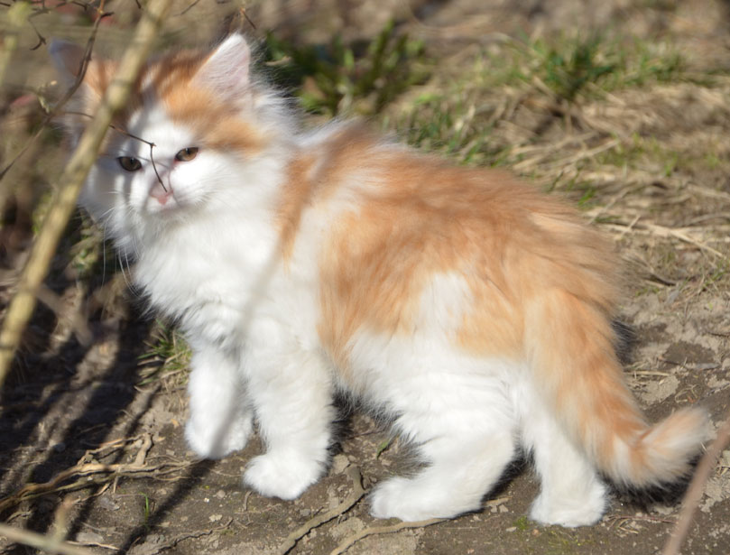 sibirisk kattunge