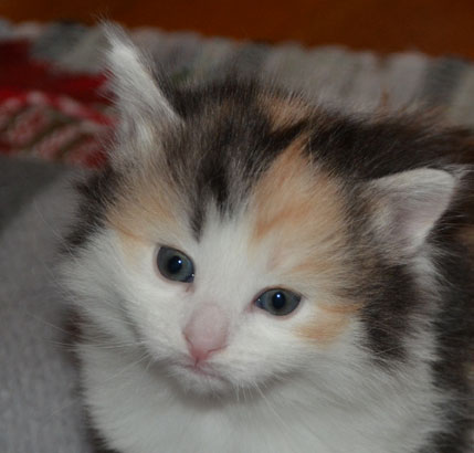 sibirisk kattunge