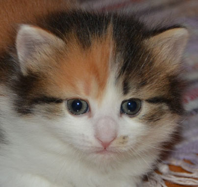 sibirisk kattunge