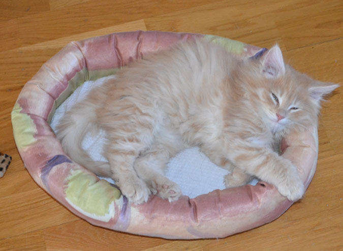 sibirisk kattunge Fornax