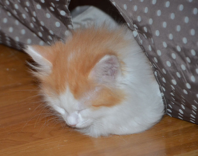 sibirisk kattunge
