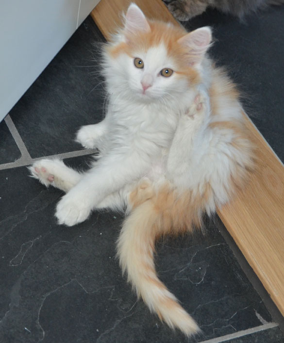 sibirisk kattunge