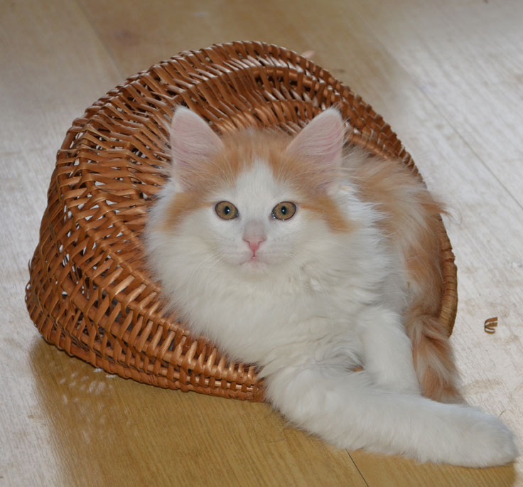 sibirisk kattunge