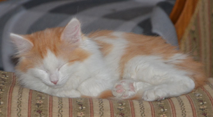 sibirisk kattunge