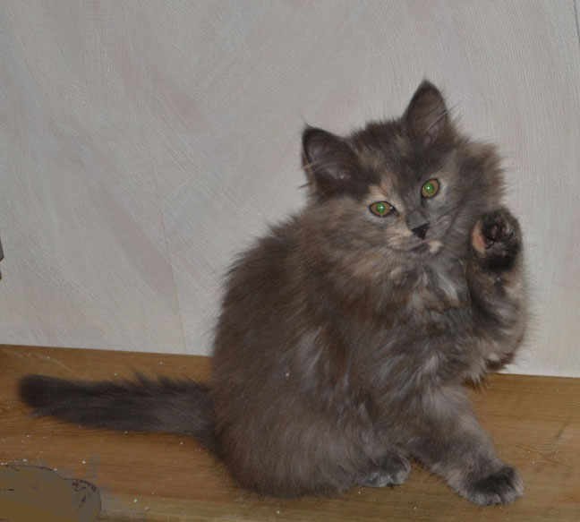 sibirisk katt Freja