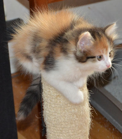 sibirisk kattunge