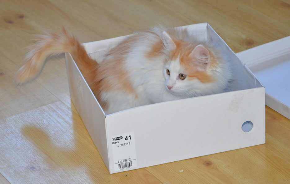 sibirisk kattunge