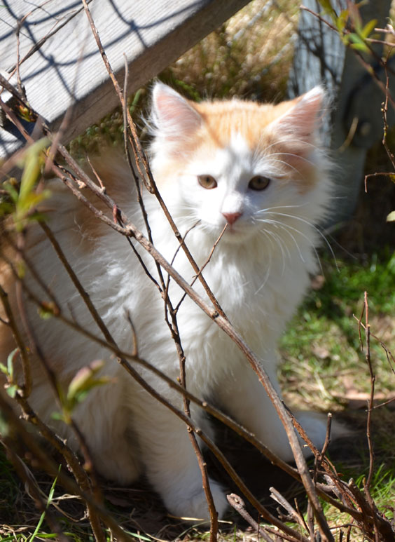 sibirisk kattunge
